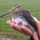<h1 style="font-size: 12px">Caccia alla Beccaccia: Una stupenda Regina del Bosco..</h1>